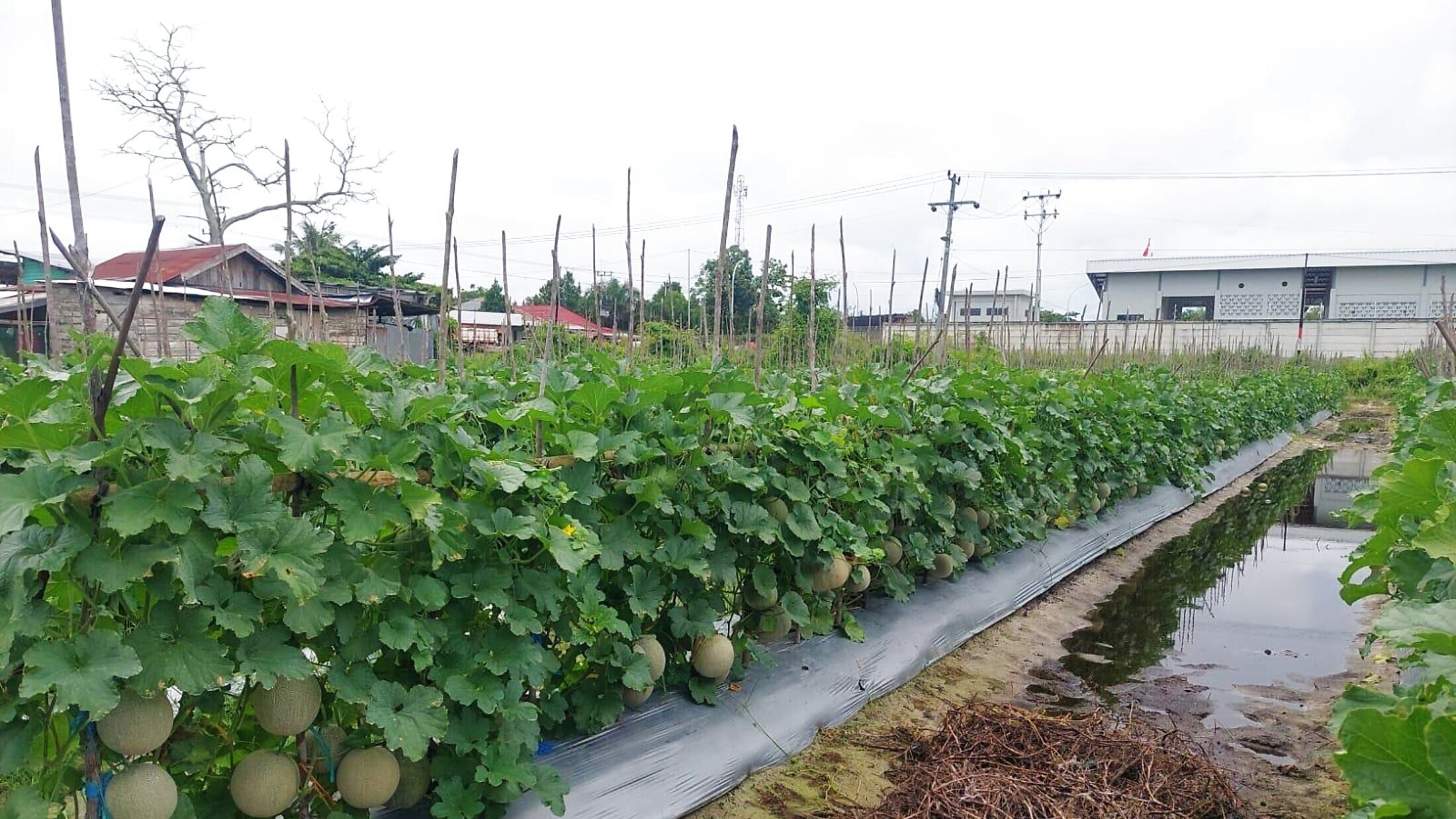HARAKA SEED crops — Certified Superior Seeds